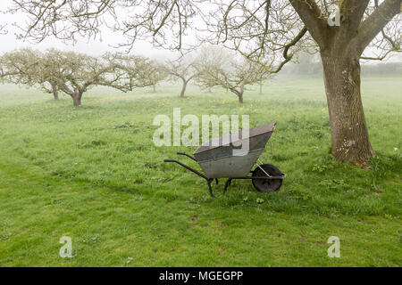 Nebeliger morgen Apple Orchard in der Wiese mit Metall Schubkarre in Garten, Cherhill, Wiltshire, England, Großbritannien Stockfoto