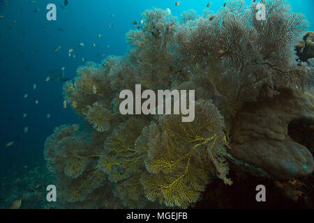 Schöne Weichkorallen in der Ceram Meer, Raja Ampat, West Papua, Indonesien Stockfoto