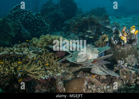 Krokodilfische (Cymbacephalus beauforti) gut auf Reef getarnt. Bild wurde im Ceram Meer genommen, Raja Ampat, West Papua, Indonesien Stockfoto