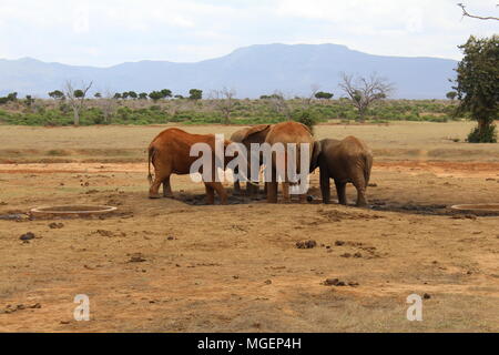 Elefanten im Tsavo Nationalpark in Kenia mit den blauen Himmel und die Savanne im Hintergrund mit seinen hellen Farben rot tendenziell Stockfoto