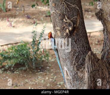 Eine große Echse mit einem blauen Körper und einen roten Kopf Absicht auf einen Baum vor einem Zelt in Tsavo Naturpark, Kenia, Afrika Stockfoto