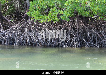 Der grünen Mangroven auf der Bank eines blauen Fluss in Kenia, Afrika Stockfoto