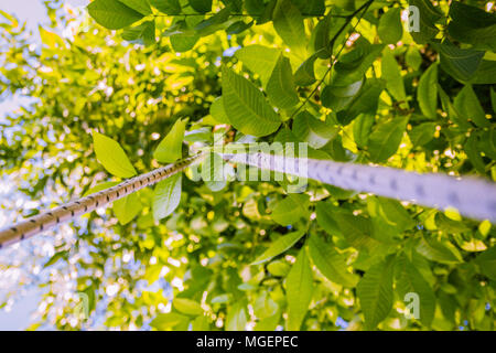 Baum in Low Angle Shot. Nahaufnahme. Leuchtende Farben. Stockfoto