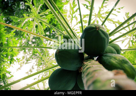 Green Papaya Früchte hängt am Baum. Stockfoto