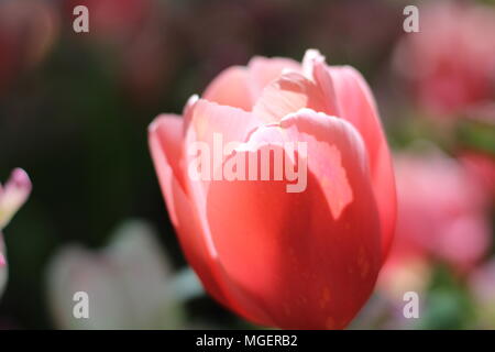 Eine einzelne rosa Tulpe Blume in der Mitte des Rahmens befindet sich in einem Feld von Tulpen konzentriert Stockfoto