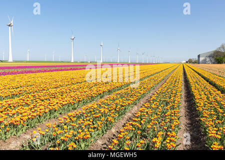 Niederländische Ackerland mit gelben Tulpen Feld und großen Windenergieanlagen Stockfoto