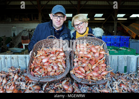 Französische Schalotten zum Verkauf in La Ferme des Beaux Bois, eine lokale Hersteller in der Stadt Cherrueix, Bretagne, Frankreich Stockfoto