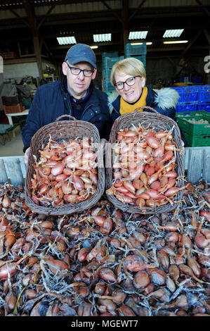 Französische Schalotten zum Verkauf in La Ferme des Beaux Bois, eine lokale Hersteller in der Stadt Cherrueix, Bretagne, Frankreich Stockfoto