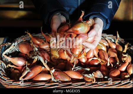 Französische Schalotten zum Verkauf in La Ferme des Beaux Bois, eine lokale Hersteller in der Stadt Cherrueix, Bretagne, Frankreich Stockfoto