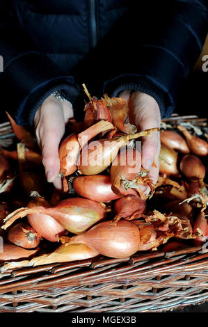 Französische Schalotten zum Verkauf in La Ferme des Beaux Bois, eine lokale Hersteller in der Stadt Cherrueix, Bretagne, Frankreich Stockfoto