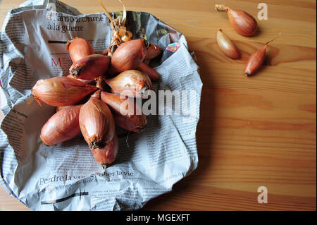 Echalotes du Marais von Cherrueix eingewickelt in eine Zeitung, Bretagne, Frankreich Stockfoto
