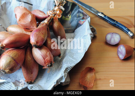 Echalotes du Marais von Cherrueix eingewickelt in eine Zeitung, Bretagne, Frankreich Stockfoto