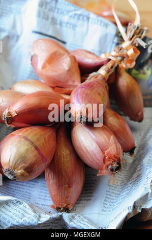 Echalotes du Marais von Cherrueix eingewickelt in eine Zeitung, Bretagne, Frankreich Stockfoto