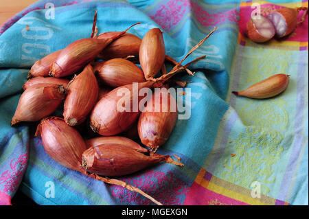 Echalotes du Marais von Cherrueix, Brest, Frankreich Stockfoto