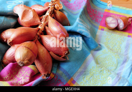 Echalotes du Marais von Cherrueix, Brest, Frankreich Stockfoto