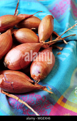 Echalotes du Marais von Cherrueix, Brest, Frankreich Stockfoto