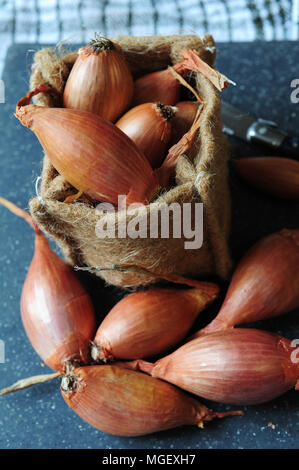 Echalotes du Marais von Cherrueix, Brest, Frankreich Stockfoto