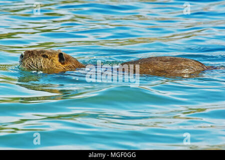 Muster der nutrias Während ist das Schwimmen im Fluss Stockfoto