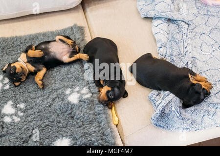 Drei kleine Schwarze Zwergpinscher Zwergpinscher, Min Pin Welpen Hunde schlafen auf dem Boden. Stockfoto