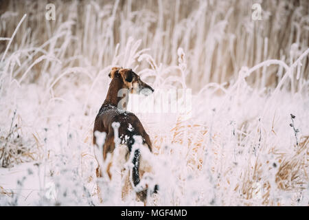 Jagd Windhund Hortaya Borzaya Hund während Hase - Jagd im Winter Tag In schneebedeckten Feld. Stockfoto