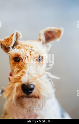 Wire Fox Terrier schließen sich Indoor-Porträt Stockfoto