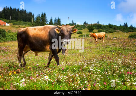 Eine Kuh und ein Stier Beweidung in Kaleboynu Ordu Türkei Stockfoto