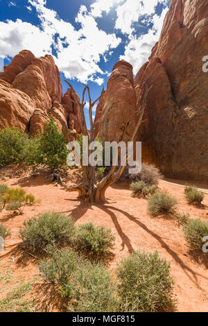 Ein toter Wacholder mit Sandstein Felsen im Hintergrund, Arches National Park, Utah, USA Stockfoto