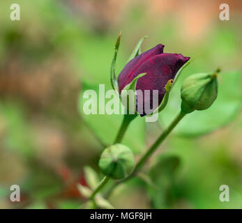 Karagul, der wächst nur im Stadtteil Halfeti von Şanlıurfa in der Welt, bewundert die Menschen mit seiner Farbe. Diese Rose, die nur hält mit Halfeti Stockfoto