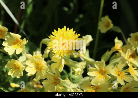 Einen einzigen hellen gelben Löwenzahn Blume, Taraxacum sp. fließt unter primrose Blumen, Primula vulgaris, in der Frühlingssonne Shropshire Stockfoto