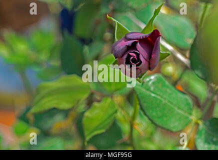 Karagul, der wächst nur im Stadtteil Halfeti von Şanlıurfa in der Welt, bewundert die Menschen mit seiner Farbe. Diese Rose, die nur hält mit Halfeti Stockfoto