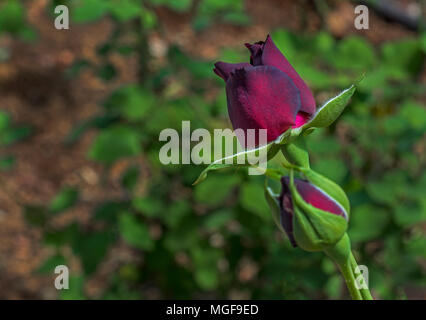 Karagul, der wächst nur im Stadtteil Halfeti von Şanlıurfa in der Welt, bewundert die Menschen mit seiner Farbe. Diese Rose, die nur hält mit Halfeti Stockfoto