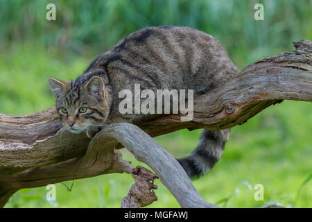 Schottische Wildkatze (Felis Silvestris Grampia) Stockfoto