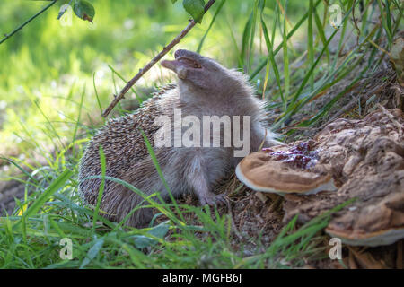 Igel (Erinaceidae) lecken Pilze ein Insektengift zu benutzen Stockfoto