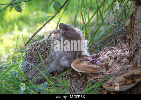 Igel (Erinaceidae) lecken Pilze ein Insektengift zu benutzen Stockfoto