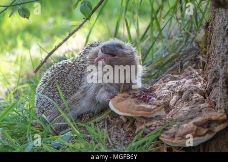 Igel (Erinaceidae) lecken Pilze ein Insektengift zu benutzen Stockfoto