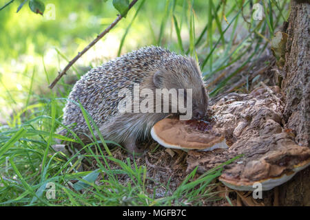 Igel (Erinaceidae) lecken Pilze ein Insektengift zu benutzen Stockfoto