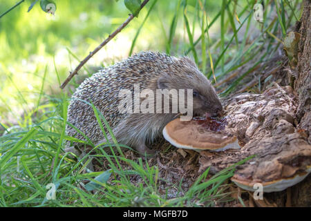 Igel (Erinaceidae) lecken Pilze ein Insektengift zu benutzen Stockfoto