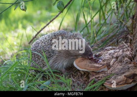 Igel (Erinaceidae) lecken Pilze ein Insektengift zu benutzen Stockfoto