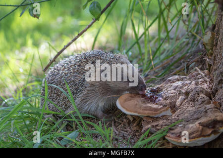 Igel (Erinaceidae) lecken Pilze ein Insektengift zu benutzen Stockfoto