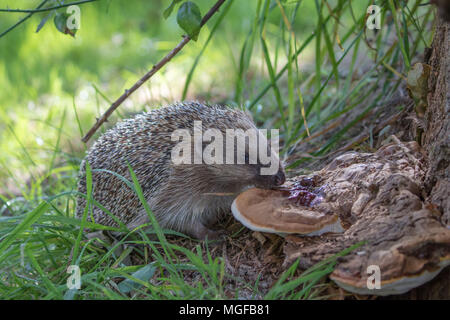 Igel (Erinaceidae) lecken Pilze ein Insektengift zu benutzen Stockfoto