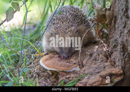 Igel (Erinaceidae) lecken Pilze ein Insektengift zu benutzen Stockfoto