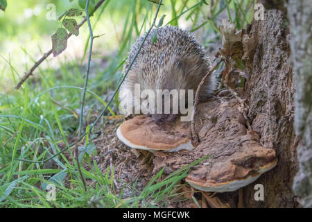 Igel (Erinaceidae) lecken Pilze ein Insektengift zu benutzen Stockfoto