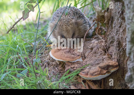 Igel (Erinaceidae) lecken Pilze ein Insektengift zu benutzen Stockfoto