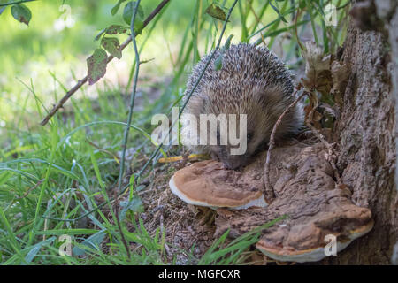 Igel (Erinaceidae) lecken Pilze ein Insektengift zu benutzen Stockfoto