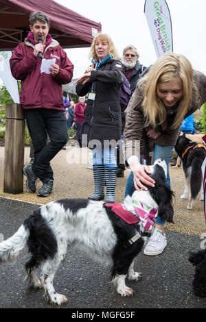 Windsor Great Park, UK. 28. April 2018. Die TV-Moderatorin Rachel Riley bereitet spaniel Ginny auf dem Großen Britischen Hund zu führen zugunsten der Anhörung Hunde für gehörlose Menschen im Windsor Great Park entfernt. Die Veranstaltung, ein Spaß liebe Hund gehen für alle Altersgruppen, die Kapital und das Bewusstsein für die Liebe, die Hunde Züge nicht nur zu helfen gehörlose Menschen ein erfülltes Leben durch permanente, lebenslange Begleitung führen, sondern auch die Geräusche wie Rauchmelder, Türklingeln, Backofen Timer und Wecker aufmerksam zu machen. Credit: Mark Kerrison/Alamy leben Nachrichten Stockfoto