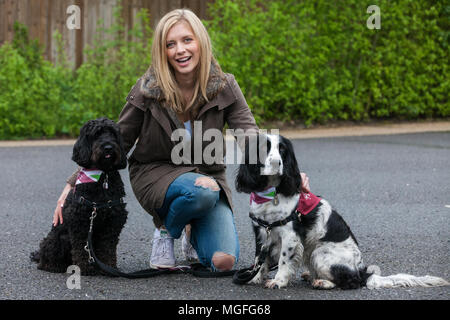 Windsor Great Park, UK. 28. April 2018. Die TV-Moderatorin Rachel Riley bereitet spaniel Ginny auf dem Großen Britischen Hund zu führen zugunsten der Anhörung Hunde für gehörlose Menschen im Windsor Great Park entfernt. Die Veranstaltung, ein Spaß liebe Hund gehen für alle Altersgruppen, die Kapital und das Bewusstsein für die Liebe, die Hunde Züge nicht nur zu helfen gehörlose Menschen ein erfülltes Leben durch permanente, lebenslange Begleitung führen, sondern auch die Geräusche wie Rauchmelder, Türklingeln, Backofen Timer und Wecker aufmerksam zu machen. Credit: Mark Kerrison/Alamy leben Nachrichten Stockfoto