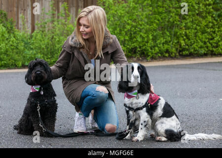 Windsor Great Park, UK. 28. April 2018. Die TV-Moderatorin Rachel Riley bereitet spaniel Ginny auf dem Großen Britischen Hund zu führen zugunsten der Anhörung Hunde für gehörlose Menschen im Windsor Great Park entfernt. Die Veranstaltung, ein Spaß liebe Hund gehen für alle Altersgruppen, die Kapital und das Bewusstsein für die Liebe, die Hunde Züge nicht nur zu helfen gehörlose Menschen ein erfülltes Leben durch permanente, lebenslange Begleitung führen, sondern auch die Geräusche wie Rauchmelder, Türklingeln, Backofen Timer und Wecker aufmerksam zu machen. Credit: Mark Kerrison/Alamy leben Nachrichten Stockfoto