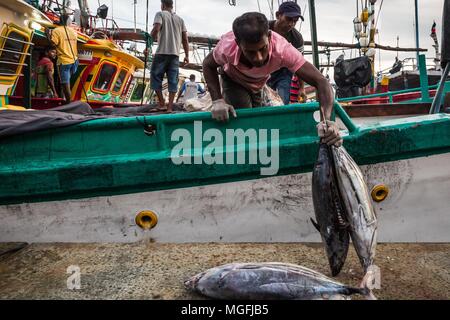 Mirissa, Sri Lanka. 27 Feb, 2018. Ein Fischer entlädt seinen Fang auf das Dock an der Ceylon Fischereihäfen Corporation, Fischereihafen, in Mirissa, Sri Lanka, am Dienstag, 27. Februar 2018. Mirissa ist eine kleine, beliebte touristische Stadt an der Südküste von Sri Lanka gelegen, etwa 100 Meilen südlich von der kommerziellen Hauptstadt und die größte Stadt des Landes, Colombo. Es ist der größte Fischereihafen an der Südküste und ist für seine Thunfisch, Meeräsche, Snapper und butterfisch bekannt. Mirissa wurde durch die riesigen Wellen während der Tsunami im Indischen Ozean 2004, die zerstört und schwer beschädigt man Hit Stockfoto