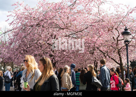Stockholm, Schweden, 28. April 2018. Wetter im Frühling in Stockholm. Die Kirschblüten in Stockholm Kungsträdgården Plaza ist eines der wichtigsten Zeichen der Hauptstadt des Frühlings. Credit: Barbro Bergfeldt/Alamy leben Nachrichten Stockfoto