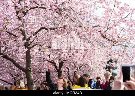 Stockholm, Schweden, 28. April 2018. Wetter im Frühling in Stockholm. Die Kirschblüten in Stockholm Kungsträdgården Plaza ist eines der wichtigsten Zeichen der Hauptstadt des Frühlings. Credit: Barbro Bergfeldt/Alamy leben Nachrichten Stockfoto